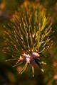 Abies holophylla IMG_8366 Jodła mandżurska